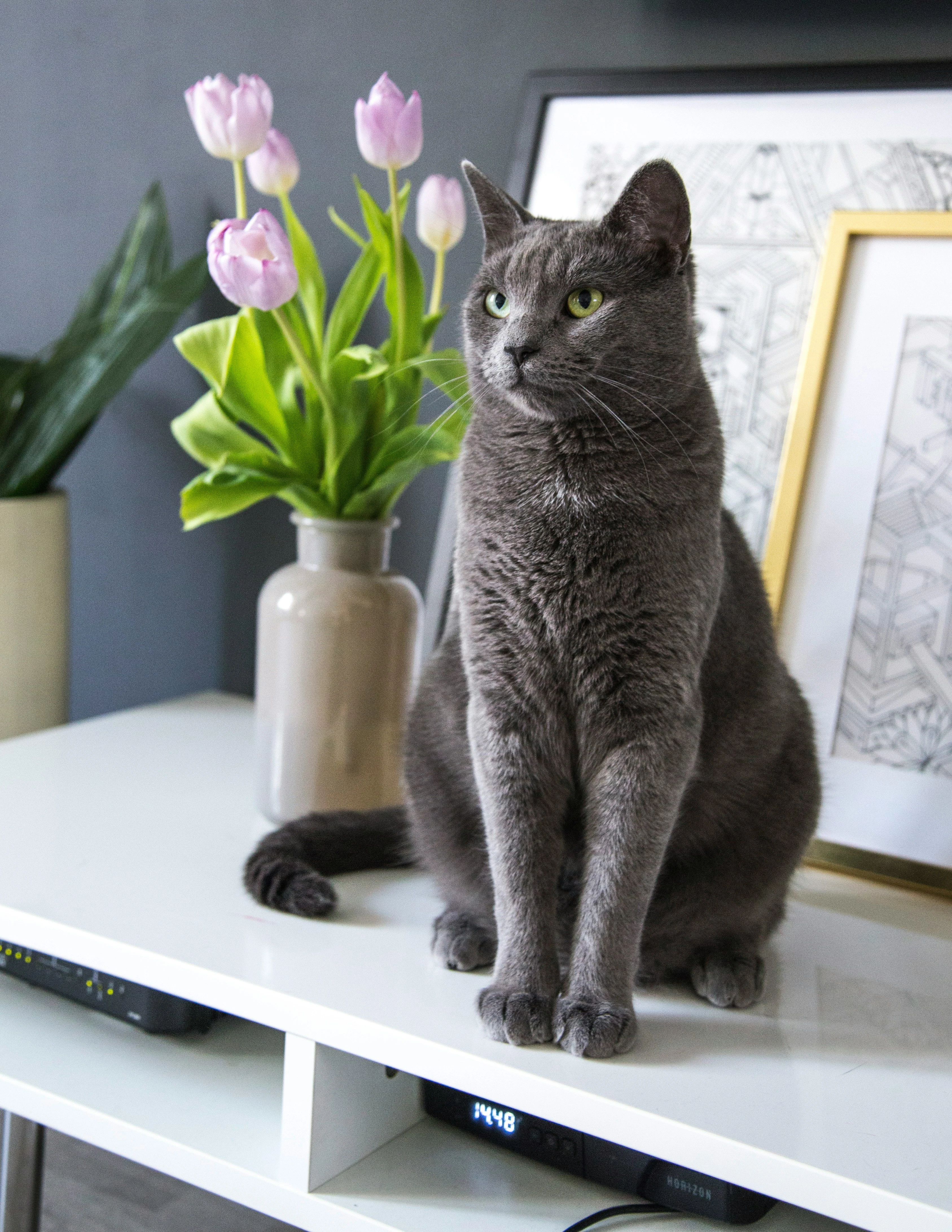 Persian Cat
